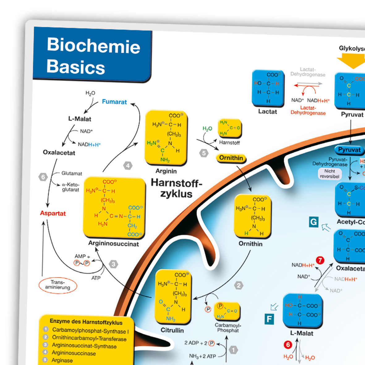 Biochemie Basic Lerntafel - (Klassensatz à 30)