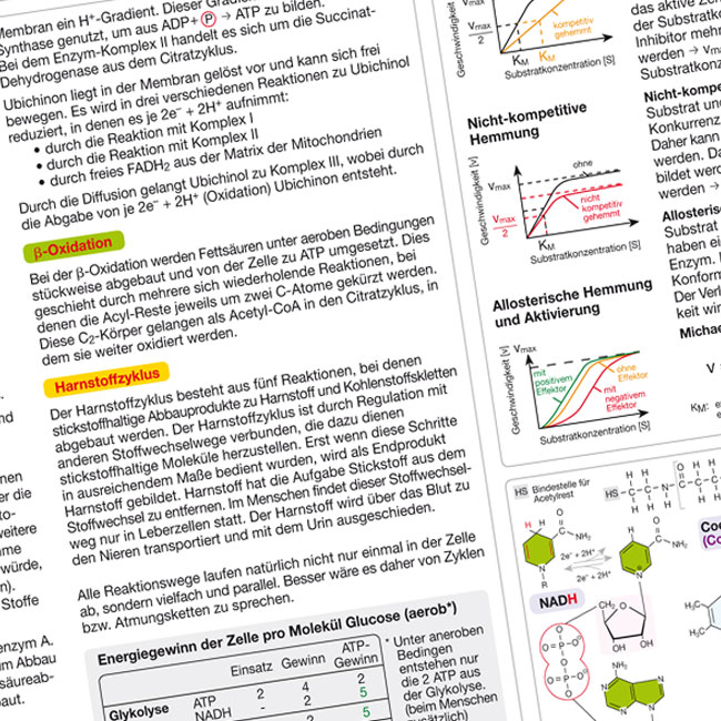 Biochemie Basic Lerntafel - (Klassensatz à 30)