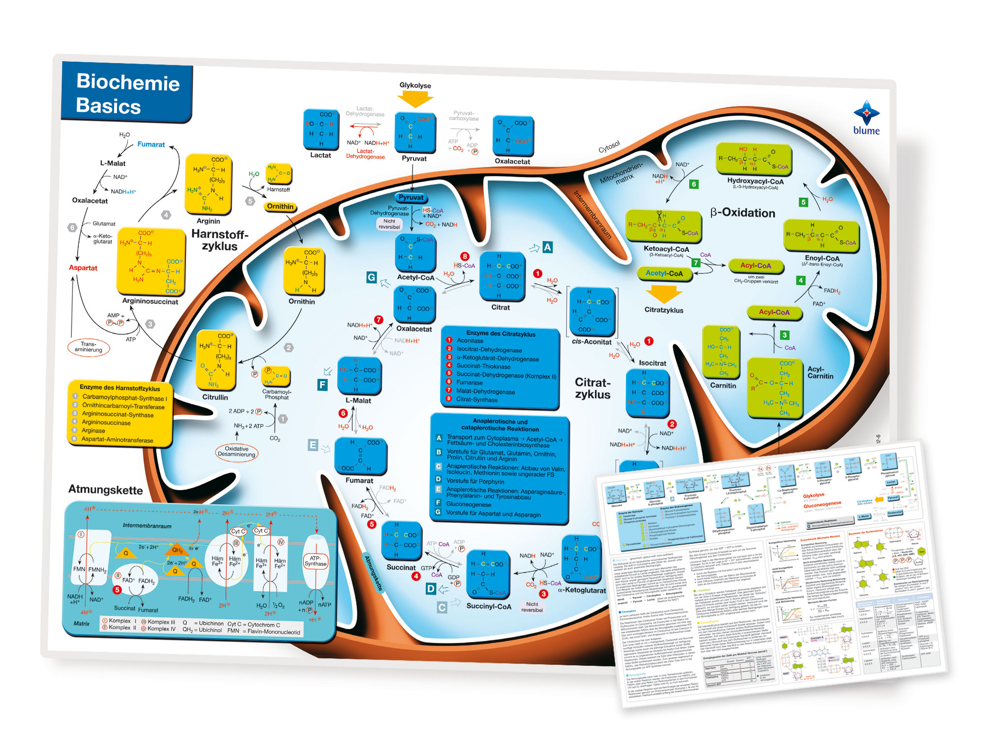 Biochemie Basic Lerntafel