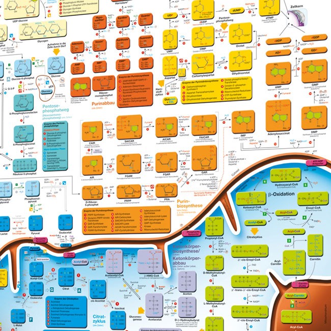 Biochemie Basics II – Das Lernposter DIN A2